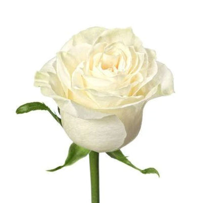 Roses  ( More Colors ) –  North Star Blooms, Roseville MN