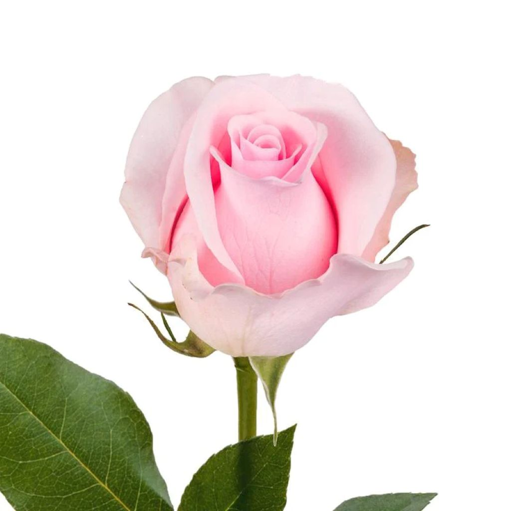 Roses  ( More Colors ) –  North Star Blooms, Roseville MN