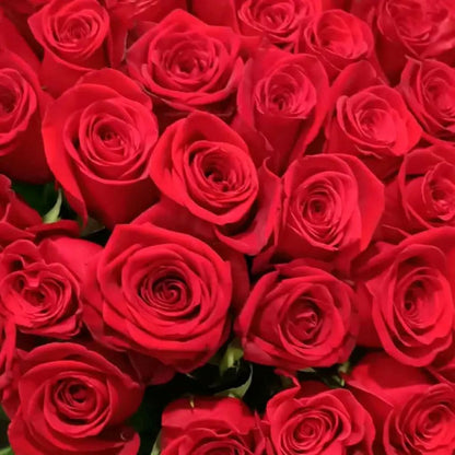Roses  ( More Colors ) –  North Star Blooms, Roseville MN