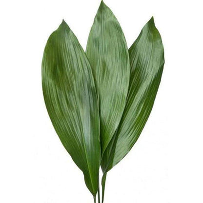 Aspidistra –  North Star Blooms, Roseville MN