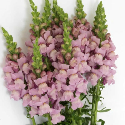 Snapdragons  ( More Colors ) –  North Star Blooms, Roseville MN