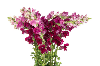 Snapdragons  ( More Colors ) –  North Star Blooms, Roseville MN