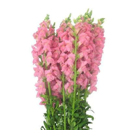 Snapdragons  ( More Colors ) –  North Star Blooms, Roseville MN