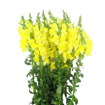 Snapdragons  ( More Colors ) –  North Star Blooms, Roseville MN