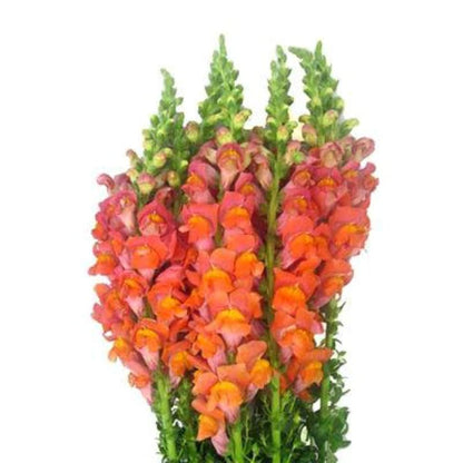 Snapdragons  ( More Colors ) –  North Star Blooms, Roseville MN