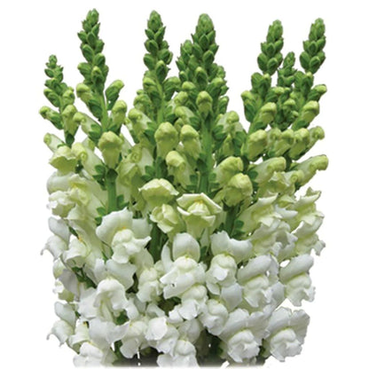 Snapdragons  ( More Colors ) –  North Star Blooms, Roseville MN
