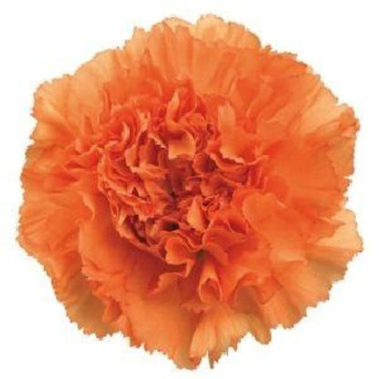 Carnation  ( More Colors) –  North Star Blooms, Roseville MN