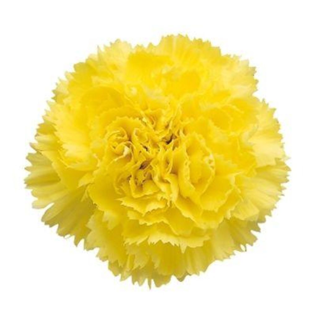 Carnation  ( More Colors) –  North Star Blooms, Roseville MN