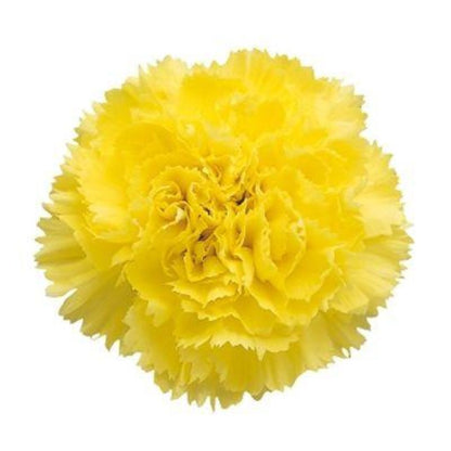 Carnation  ( More Colors) –  North Star Blooms, Roseville MN