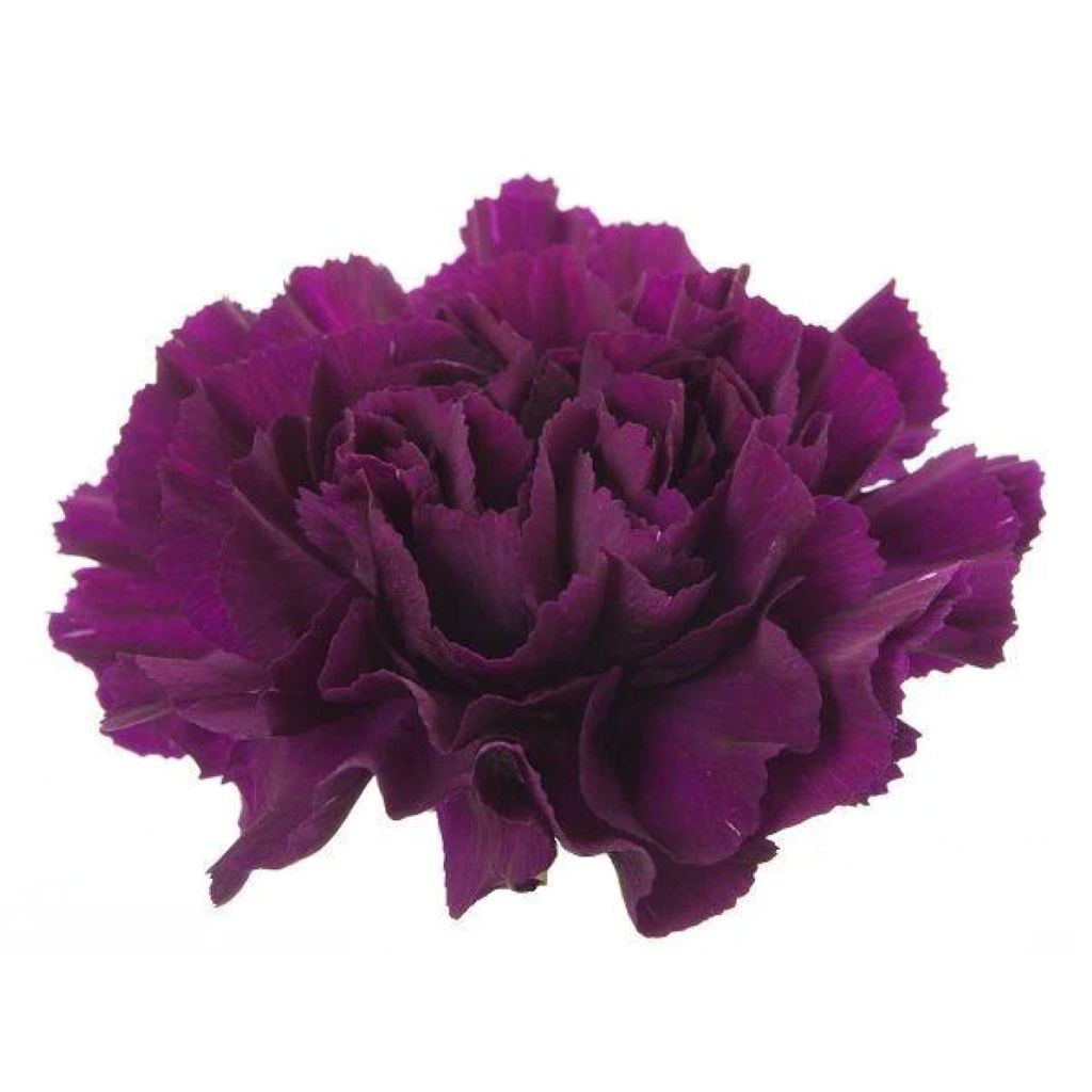 Carnation  ( More Colors) –  North Star Blooms, Roseville MN