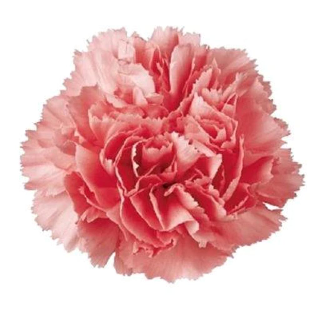 Carnation  ( More Colors) –  North Star Blooms, Roseville MN