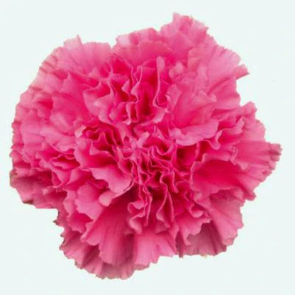 Carnation  ( More Colors) –  North Star Blooms, Roseville MN