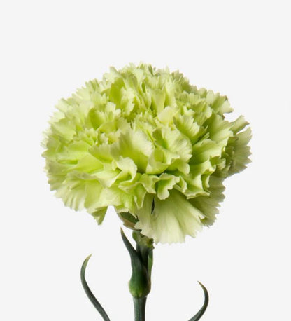Carnation  ( More Colors) –  North Star Blooms, Roseville MN