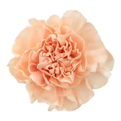 Carnation  ( More Colors) –  North Star Blooms, Roseville MN