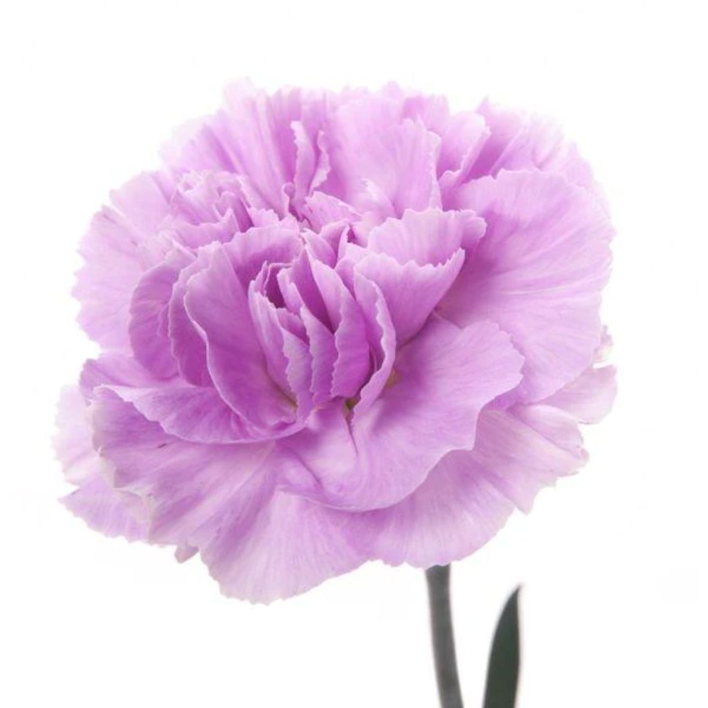 Carnation  ( More Colors) –  North Star Blooms, Roseville MN