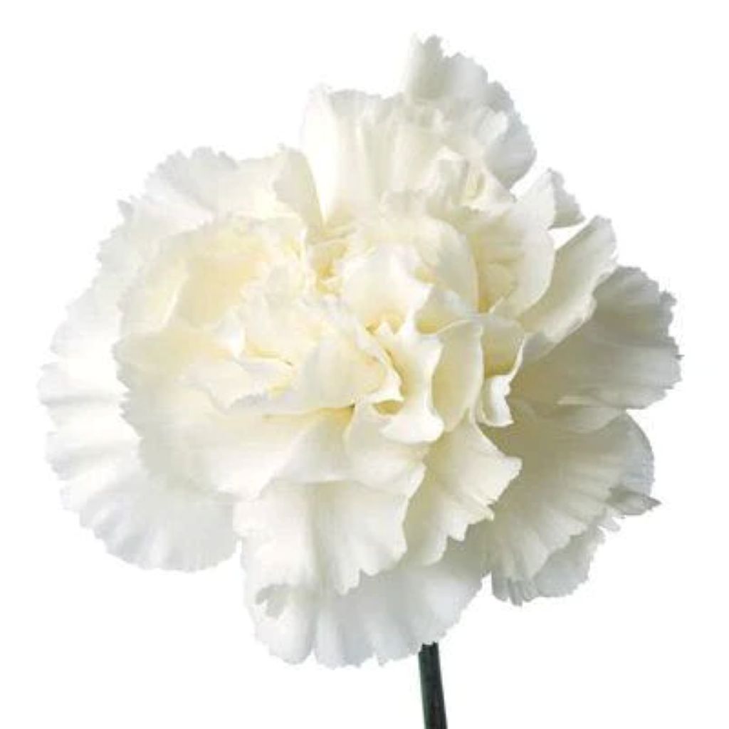 Carnation  ( More Colors) –  North Star Blooms, Roseville MN