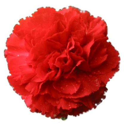 Carnation  ( More Colors) –  North Star Blooms, Roseville MN