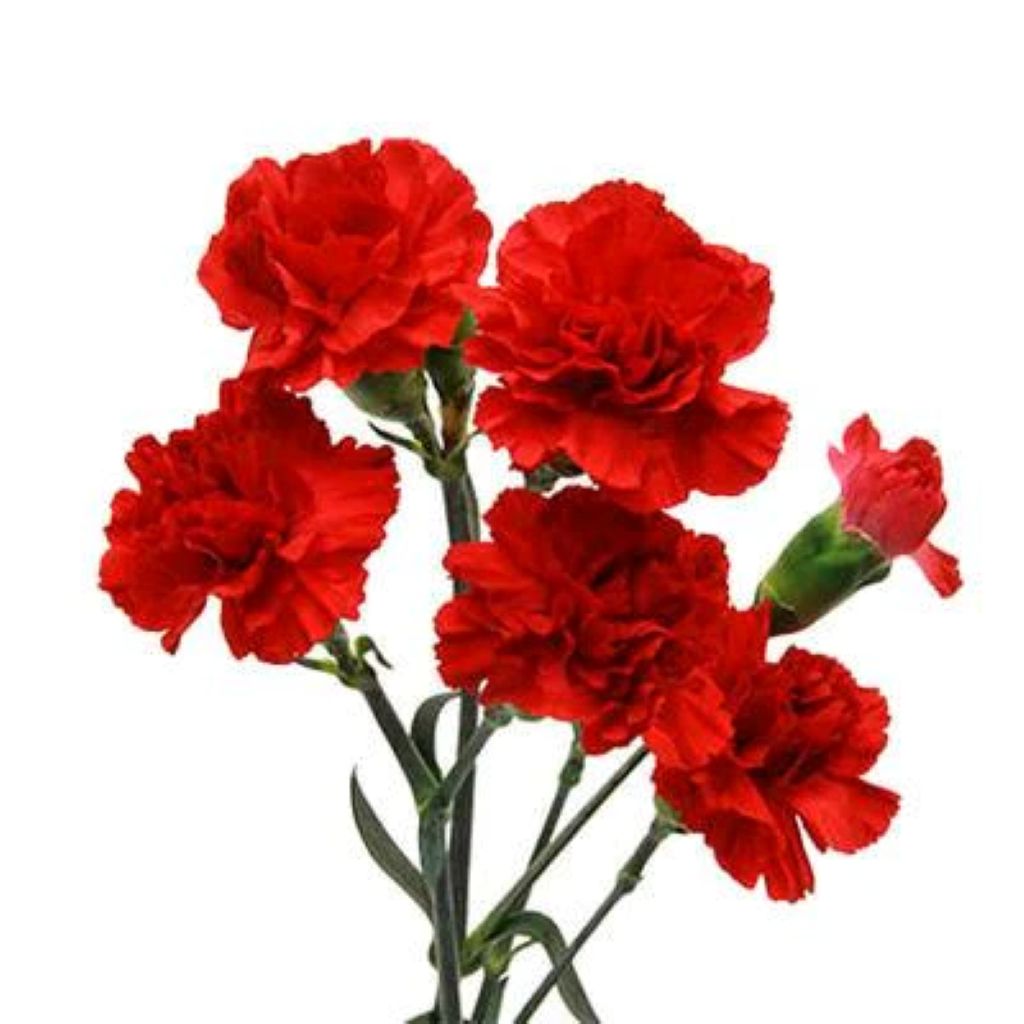 Carnation Mini  ( More Colors ) –  North Star Blooms, Roseville MN