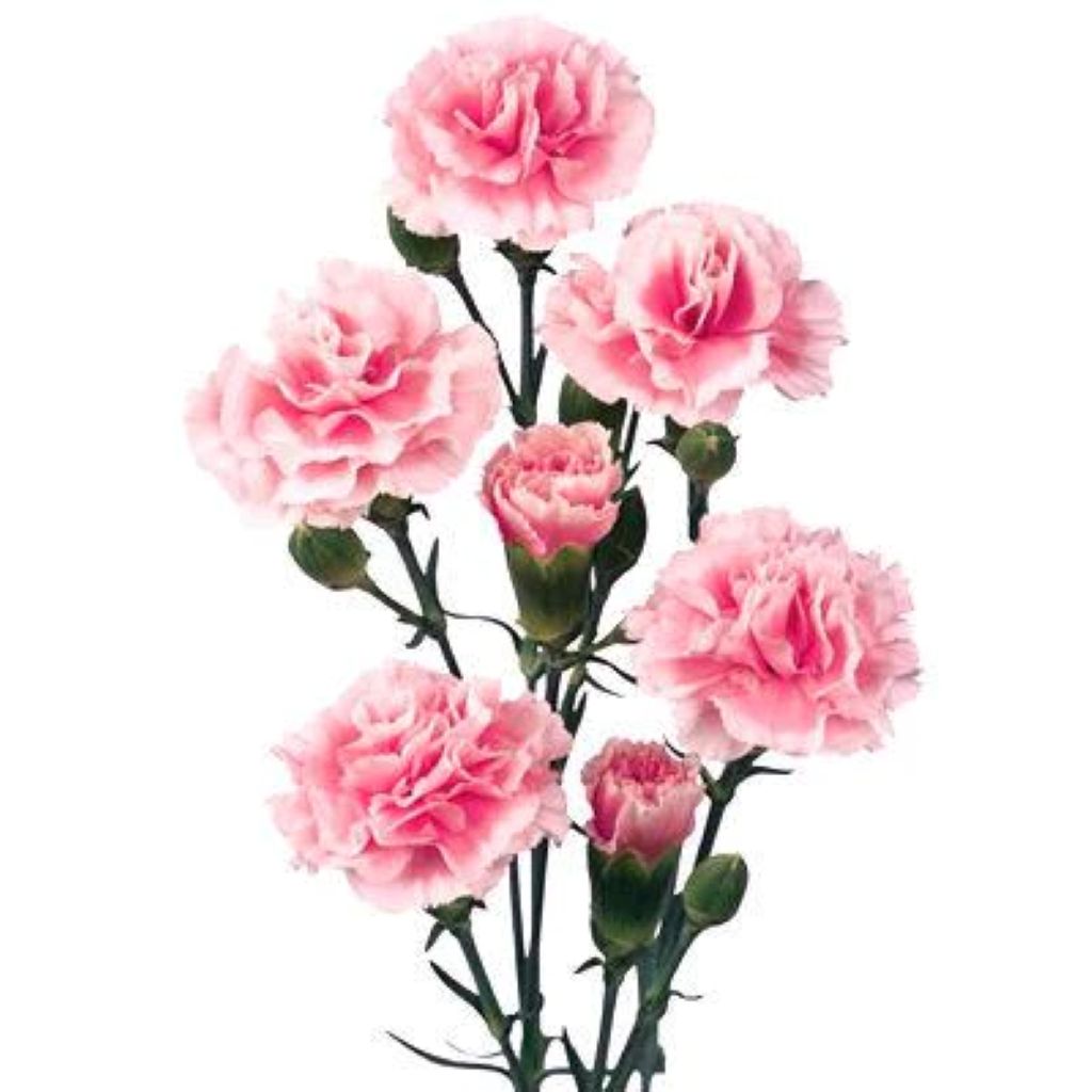 Carnation Mini  ( More Colors ) –  North Star Blooms, Roseville MN