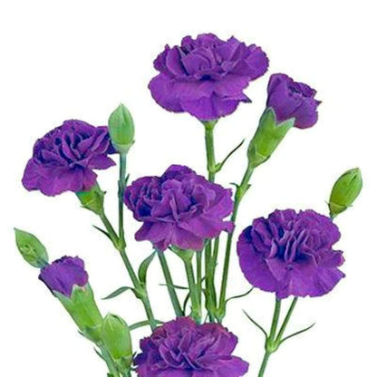 Carnation Mini  ( More Colors ) –  North Star Blooms, Roseville MN
