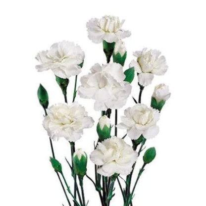 Carnation Mini  ( More Colors ) –  North Star Blooms, Roseville MN