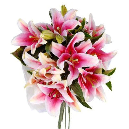 Lily Oriental Pink