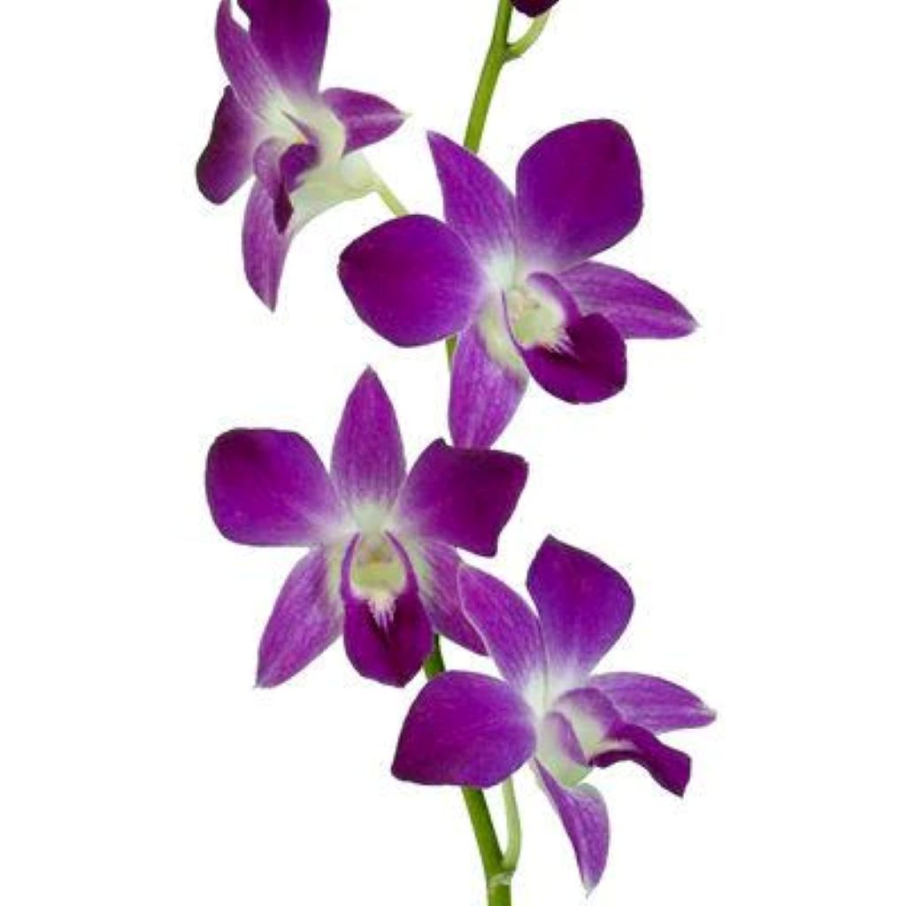 Orchid Dendrobium ( More Colors )