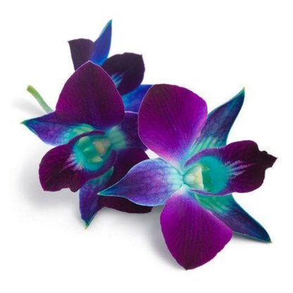 Orchid Dendrobium ( More Colors )