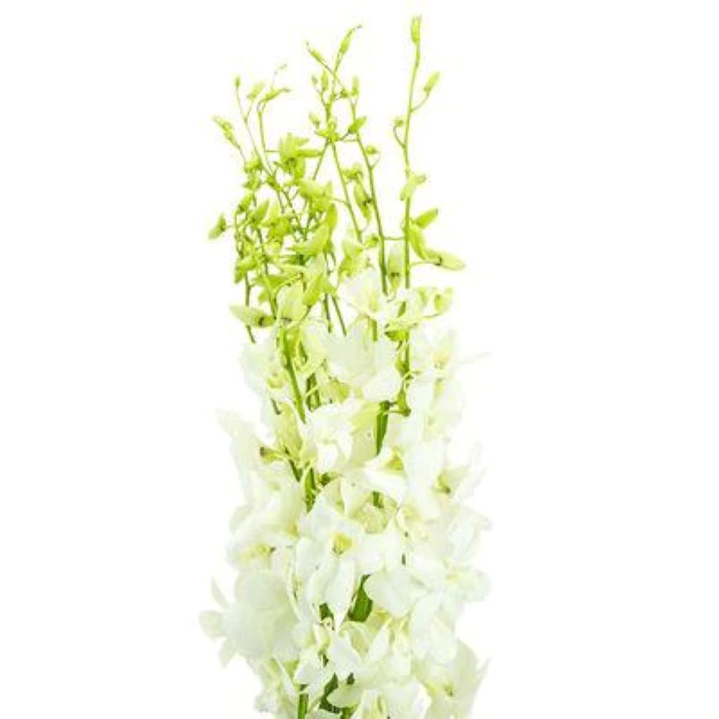 Orchid Dendrobium ( More Colors )