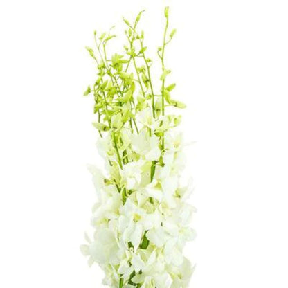 Orchid Dendrobium ( More Colors )