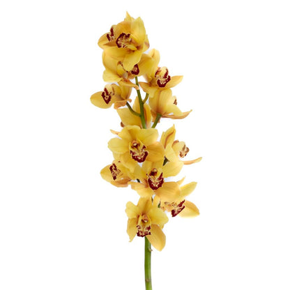 Cymbidium Orchid  ( More Colors )