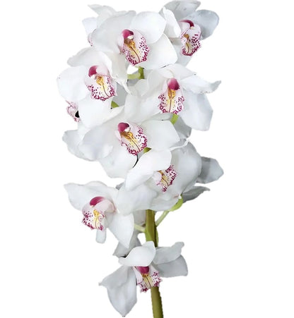 Cymbidium Orchid  ( More Colors )