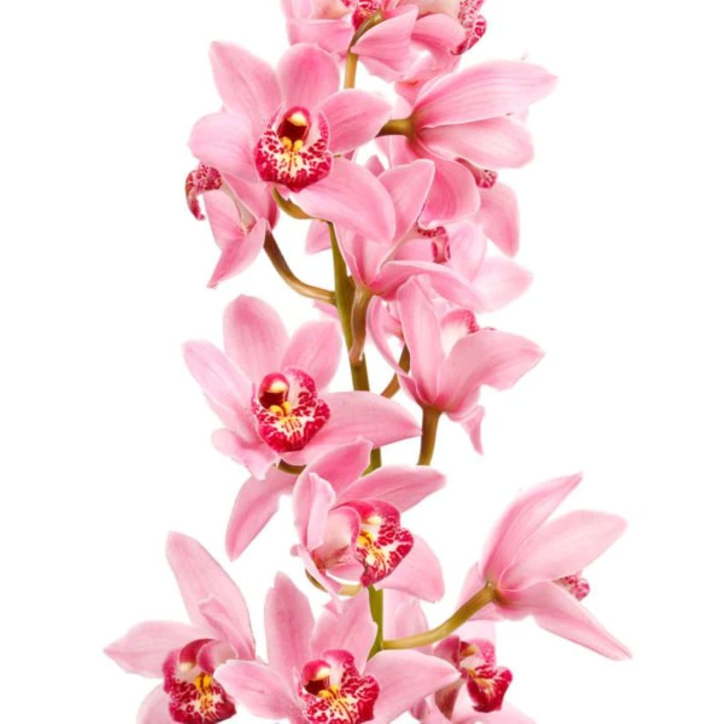 Cymbidium Orchid  ( More Colors )