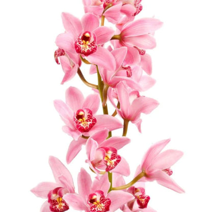 Cymbidium Orchid  ( More Colors )