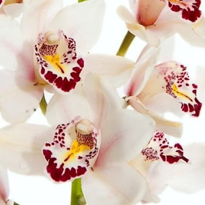 Cymbidium Orchid  ( More Colors )