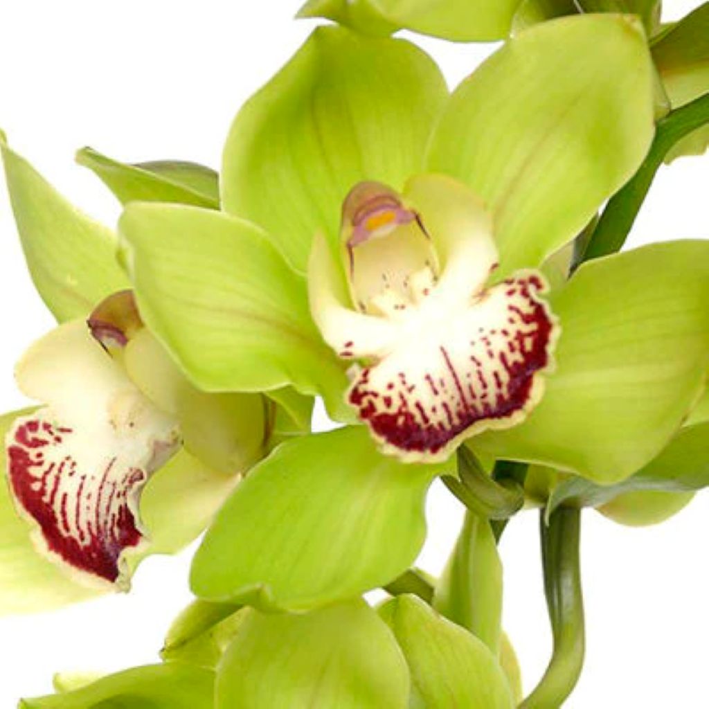 Cymbidium Orchid  ( More Colors )