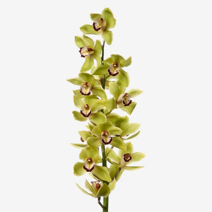 Cymbidium Orchid  ( More Colors )