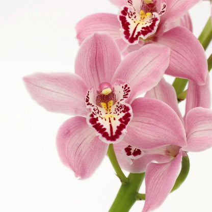 Cymbidium Orchid  ( More Colors )