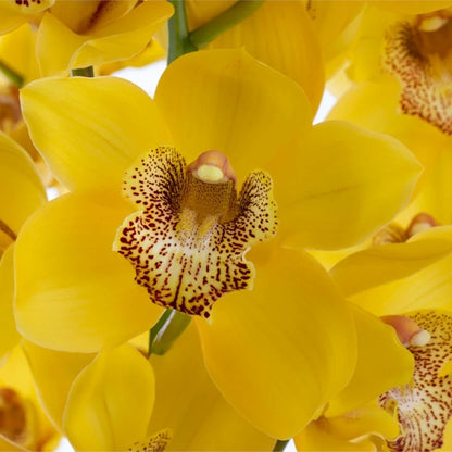 Cymbidium Orchid  ( More Colors )