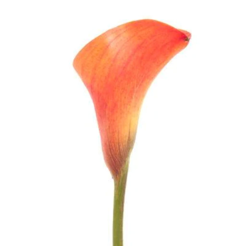 Calla lily Mini  ( More Colors) –  North Star Blooms, Roseville MN