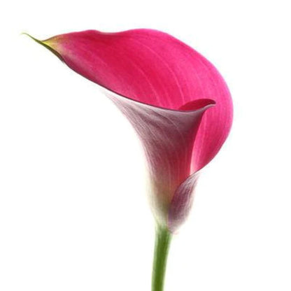 Calla lily Mini  ( More Colors) –  North Star Blooms, Roseville MN