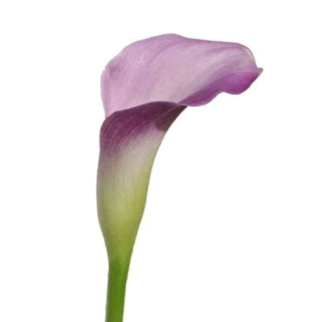 Calla lily Mini  ( More Colors) –  North Star Blooms, Roseville MN