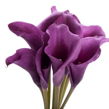 Calla lily Mini  ( More Colors)