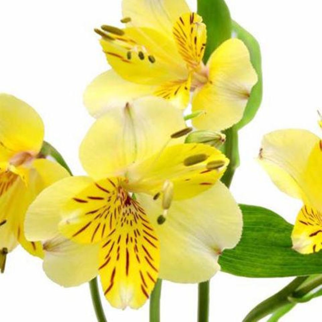 Alstroemeria  ( More Colors)