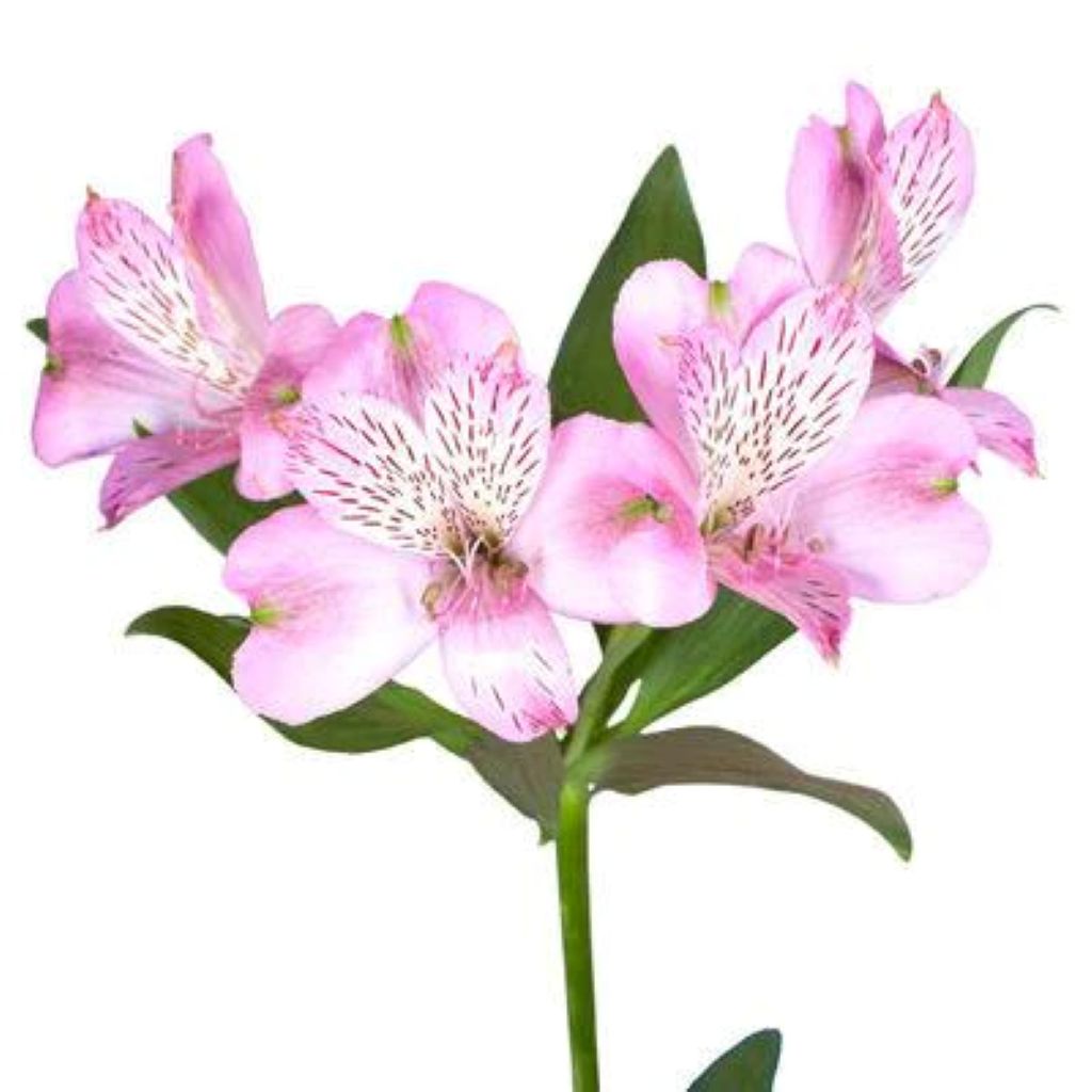 Alstroemeria ( More Colors)