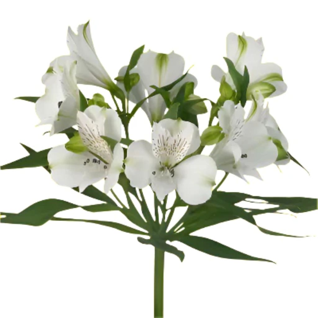 Alstroemeria ( More Colors)
