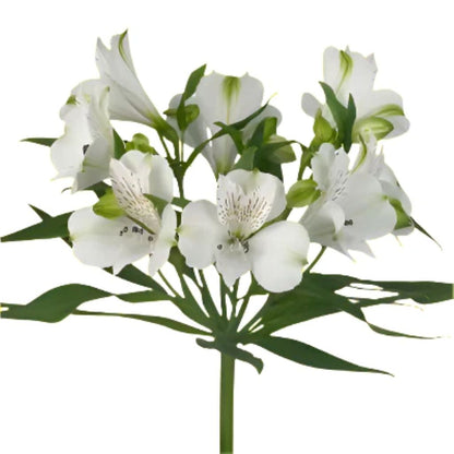 Alstroemeria  ( More Colors)