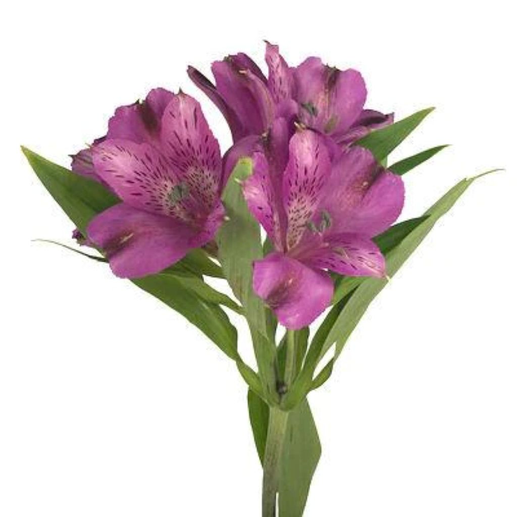 Alstroemeria  ( More Colors)