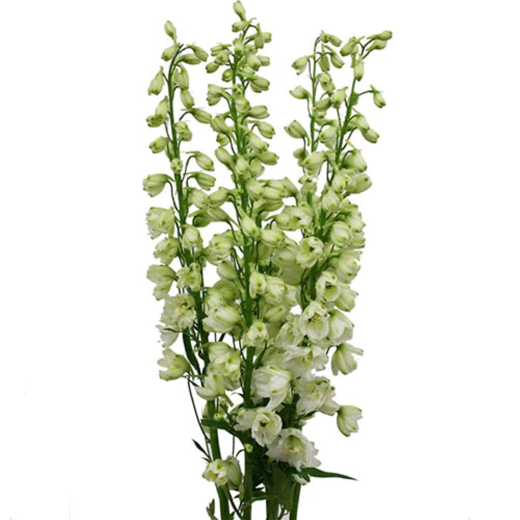 Delphinium ( More Colors)