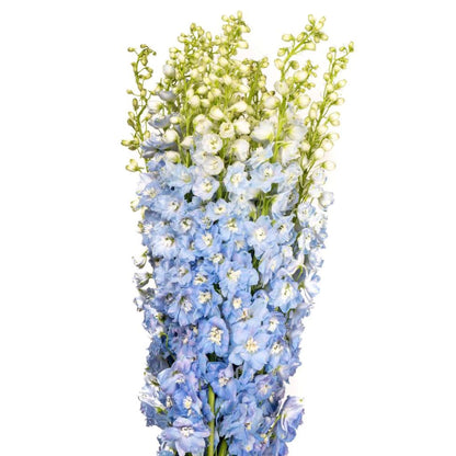 Delphinium ( More Colors)